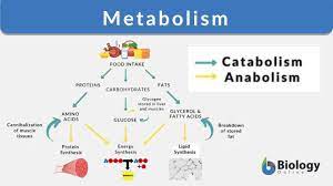 Concept of metabolism