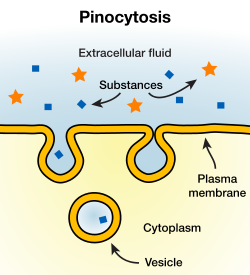the ingestion of fluid into a cell membrane