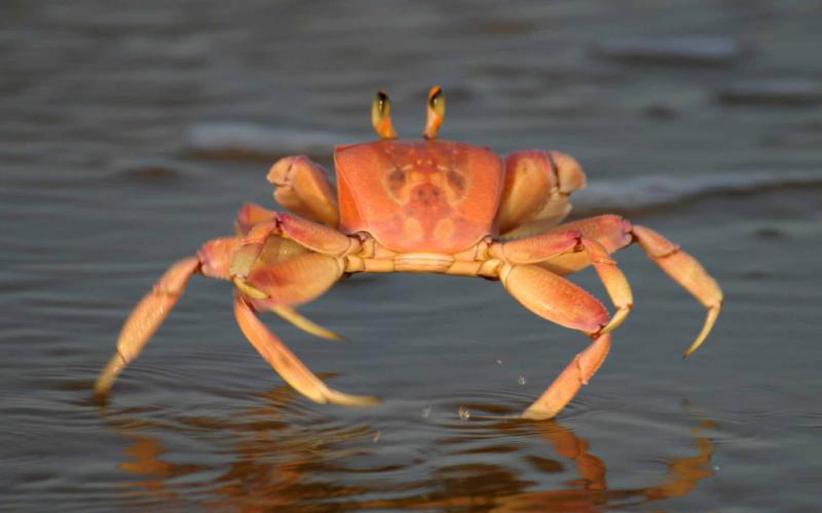 Crab (Brachyura)