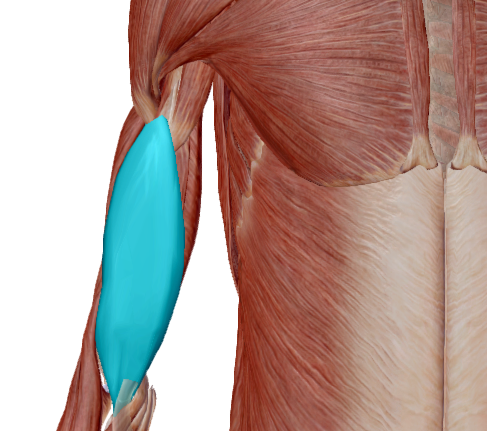 Palmar