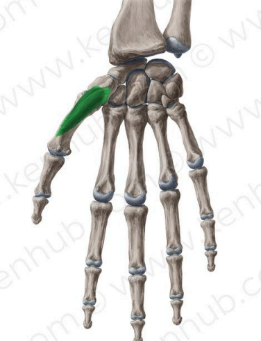 Oponente de pulgar