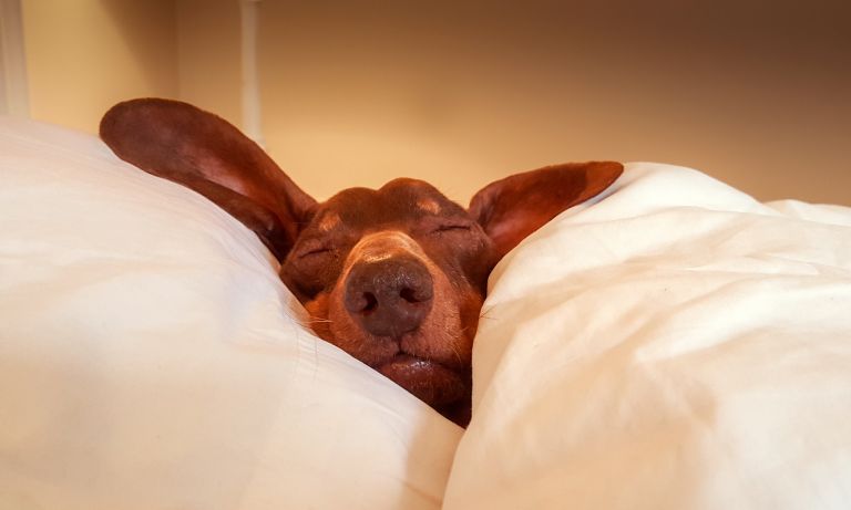 Sleep