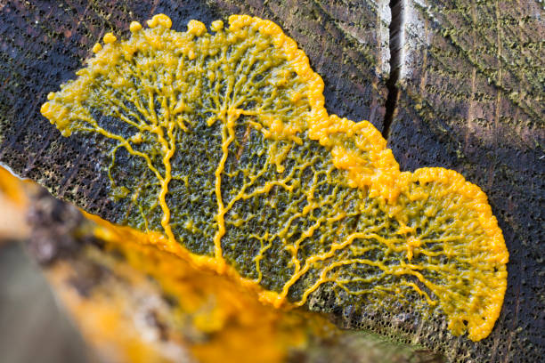 Slime molds