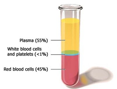 An example of how much plasma, platelets, and red and while blood cells make up.