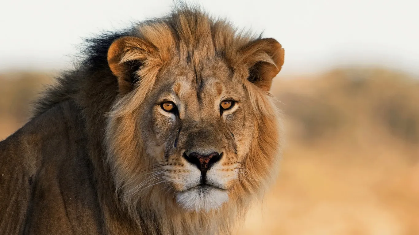 Lions