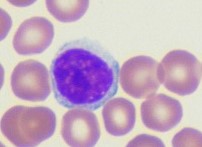 Lymphocytes