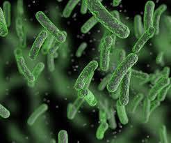 bacteria in the soil is essential due to it being able to compose dead stuff and help out to grow plants.