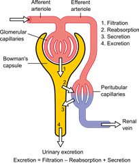Disminución en la tasa de filtración glomerular