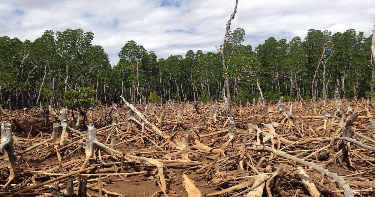 Deforestation occurs in China, America, and India