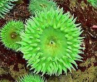 Giant Green Anemone