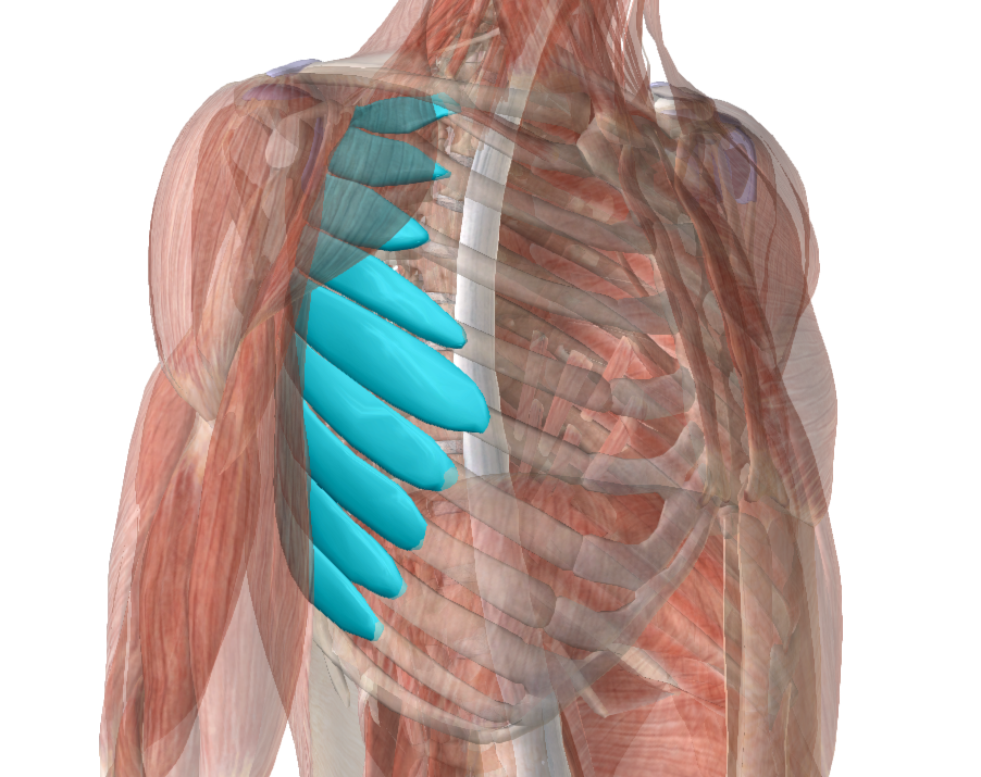 Serrato anterior