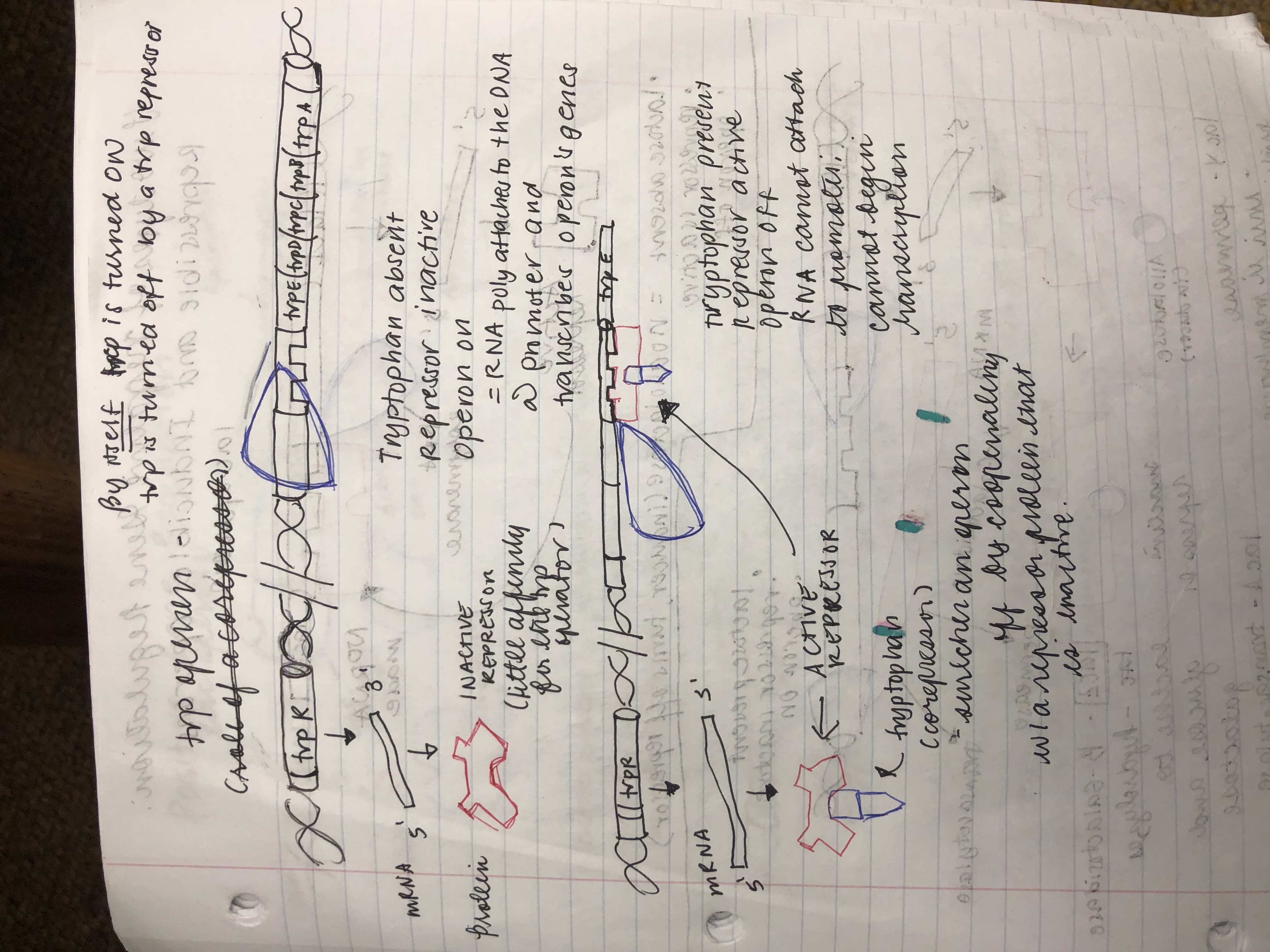 Negative Regulation