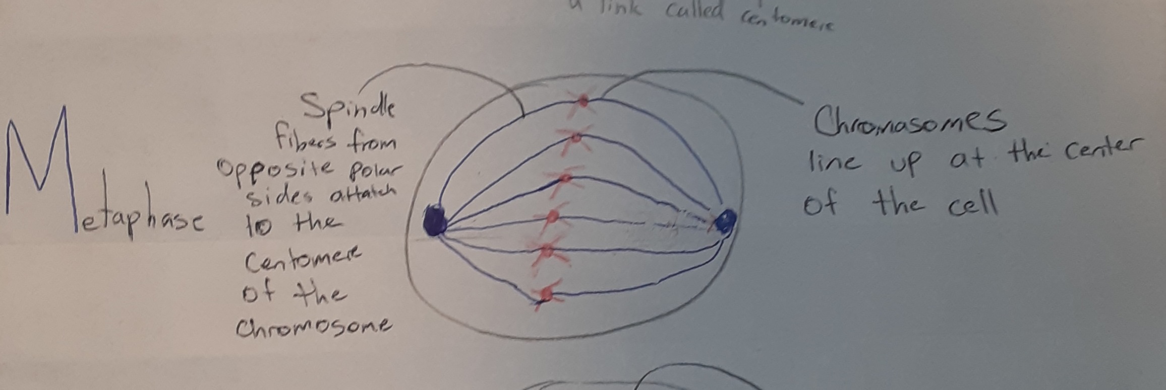 Metaphase (at this stage...)
-Nuclear membrane dissolves completely
-Chromosomes line up at the centre of the cell
Spindle fi