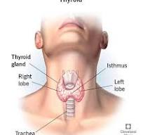 Thyroid
