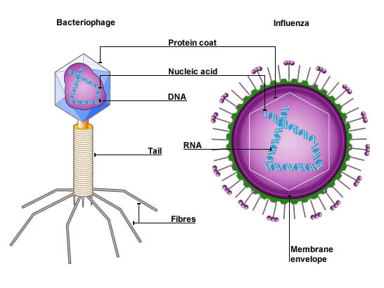 Here are two typical viral structures.