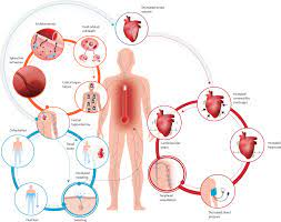 Heat waves can increase burden on health and emergency.