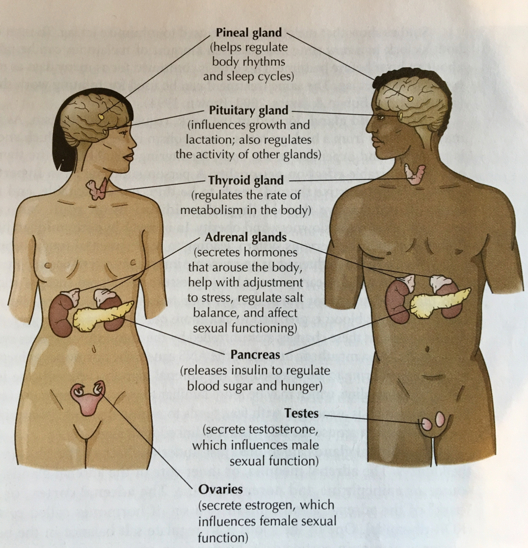 Glands