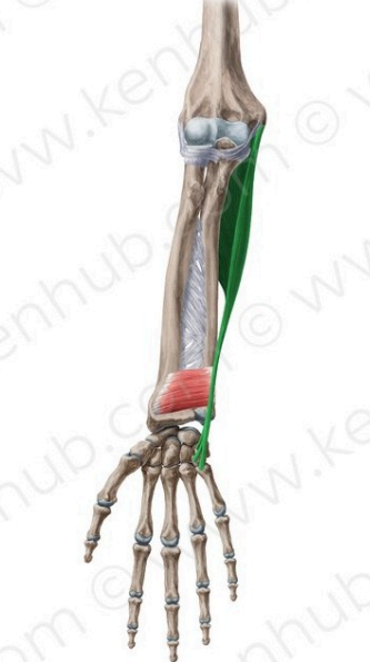 Flexor cubital del carpo