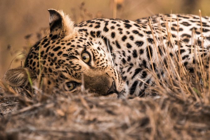 AFRICAN LEOPARD