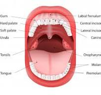 Mouth