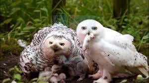Bubo scandiacus