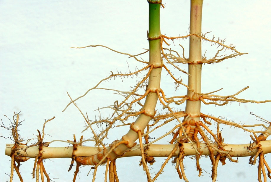THE ROOT SYSTEM
