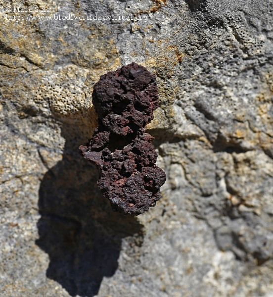 Pirita Oxidada