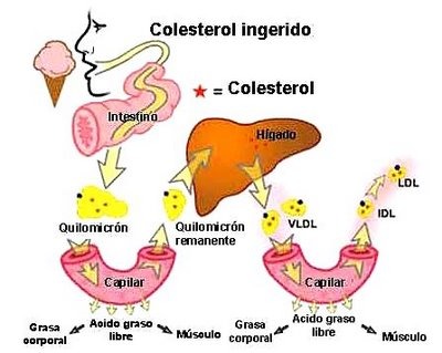 La digestión parcial de TAG favorece la emulsificación de las grasas en el estómago. Por su menor densidad, los lípidos tiend