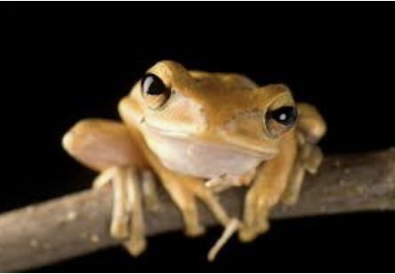Ex.frog