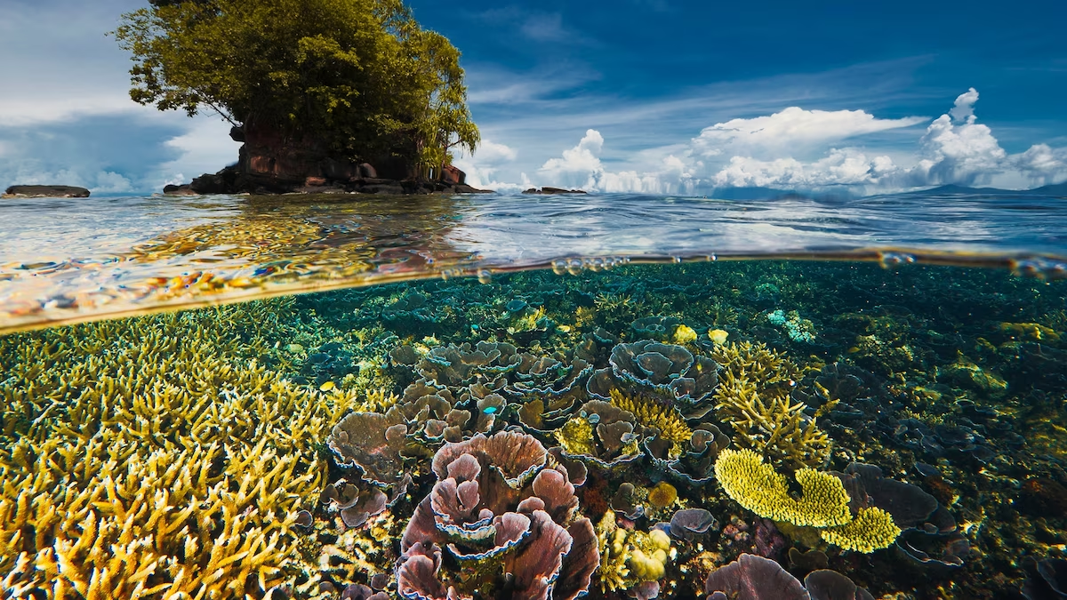 Kingdoms & Biodiversity