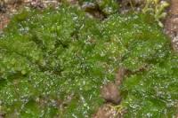 Phaeoceros laevis