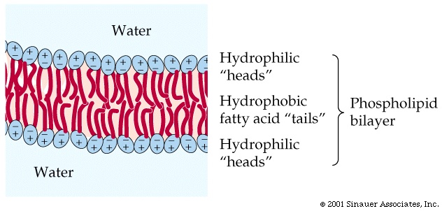 phospholipid bilayer