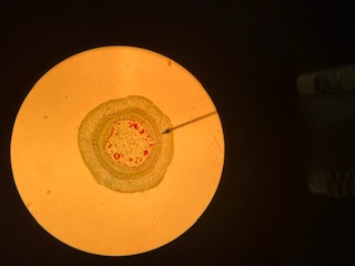 Dicot: Tilia stem, 40x