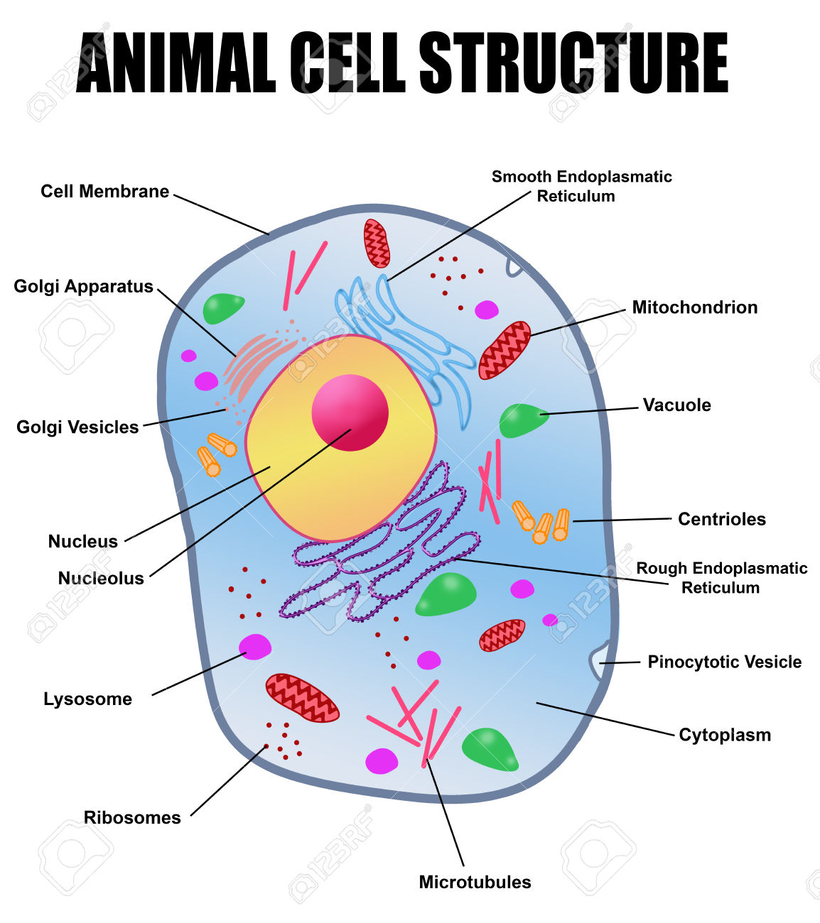 Animal Cell Image