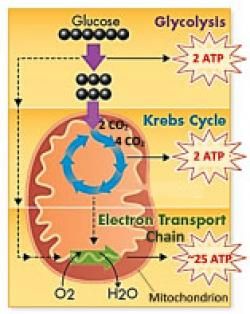 Cellular Respiration: glycolysis, pyruvate oxidation, krebs cycle and etc/chemiosmosis