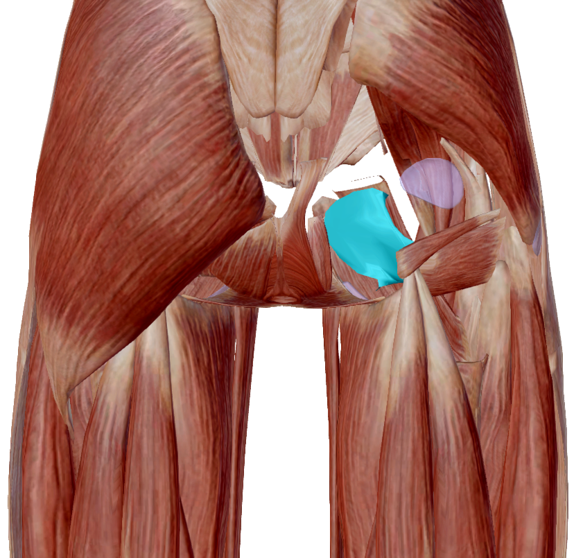 Cuadrado femoral