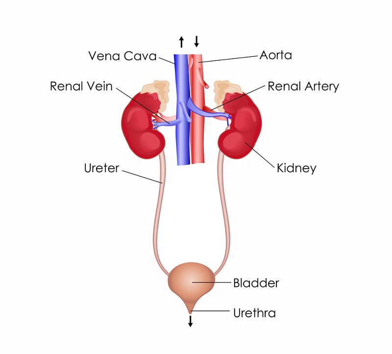 Excretory system