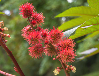 Castor Seeds