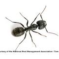 ant