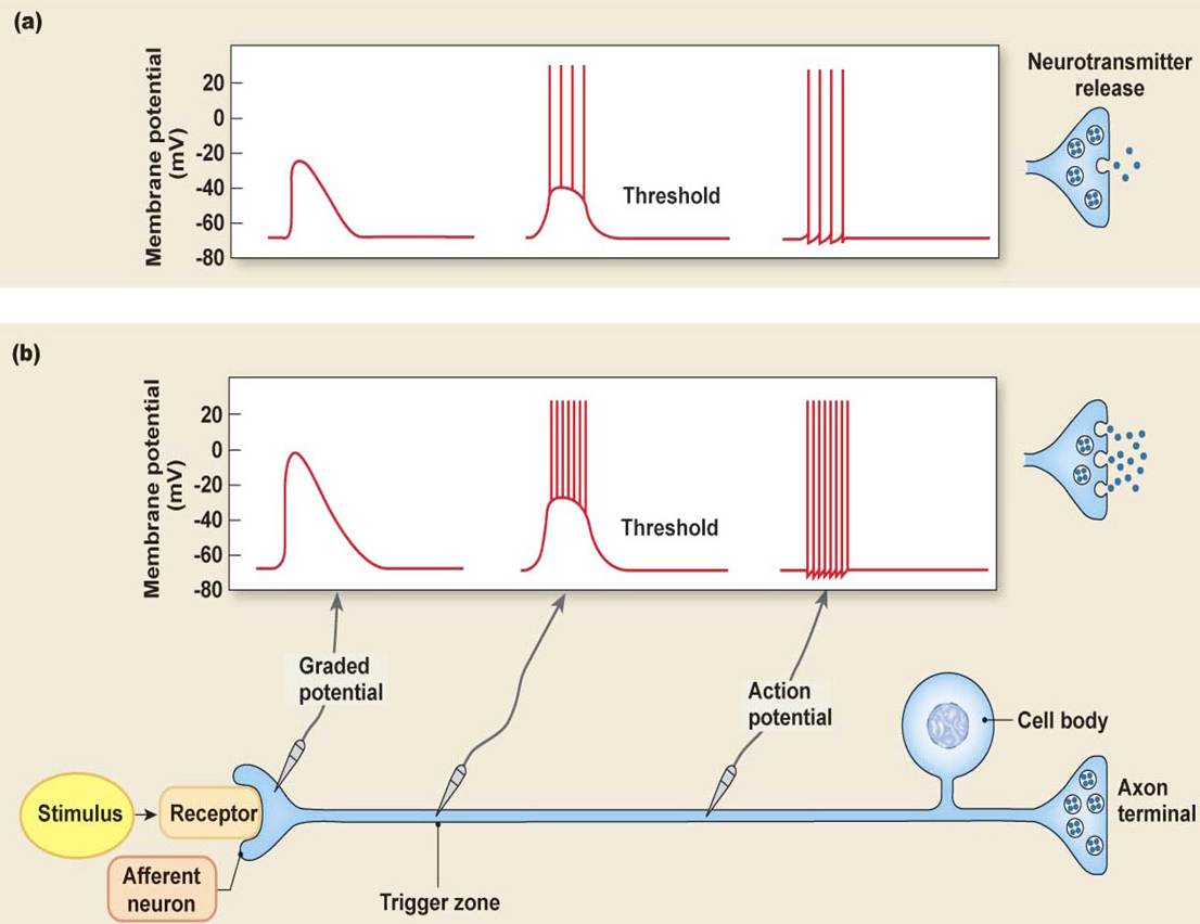 THE FREQUENCY OF ACTION POTENTIAL FIRING INDICATES THE STRENGTH OF A STIMULUS