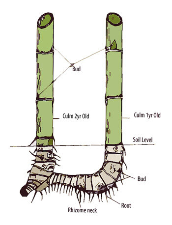 underground system of a bamboo stem/culm is known a rhizome; not roots - grow horizontally inside the soil and give rise to r