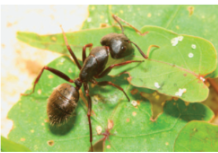 Ant 
(Figure 12)