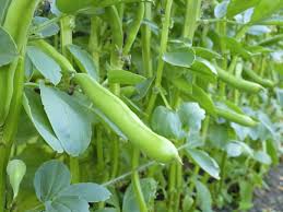 MAJOR O FAVA DA GRANELLA