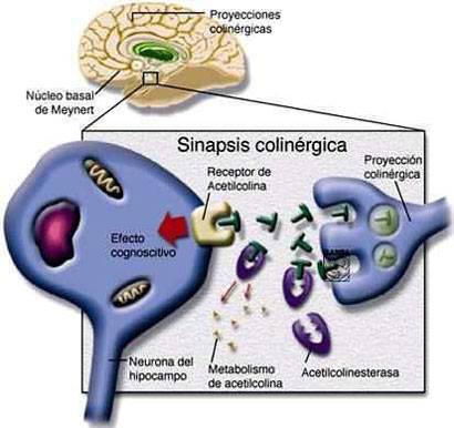 HIPÓTESIS COLINÉRGICA FALLIDA                                                                    ----------------------------