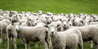 Santiago's Sheep: Symbolizes those who don't follow their dreams "The only things that concerned the sheep were food and wate