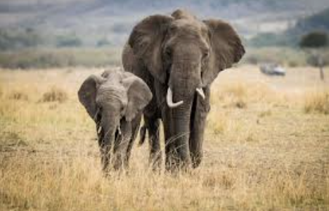 Ex.Elephant