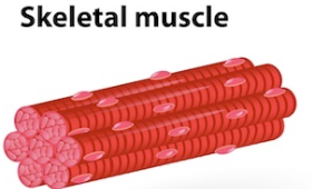 Skeletal Muscle