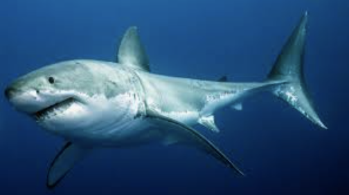 Ex.Shark