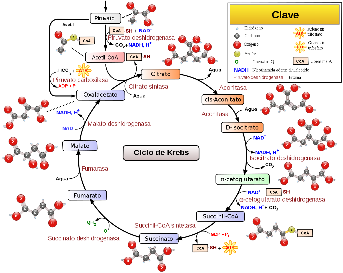 Ciclo de Krebs