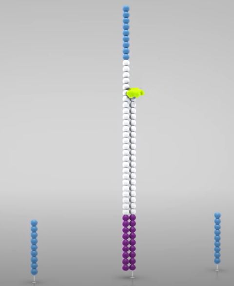 DNA polymerase will bind to the hybridized fragment and create a complimentary strand